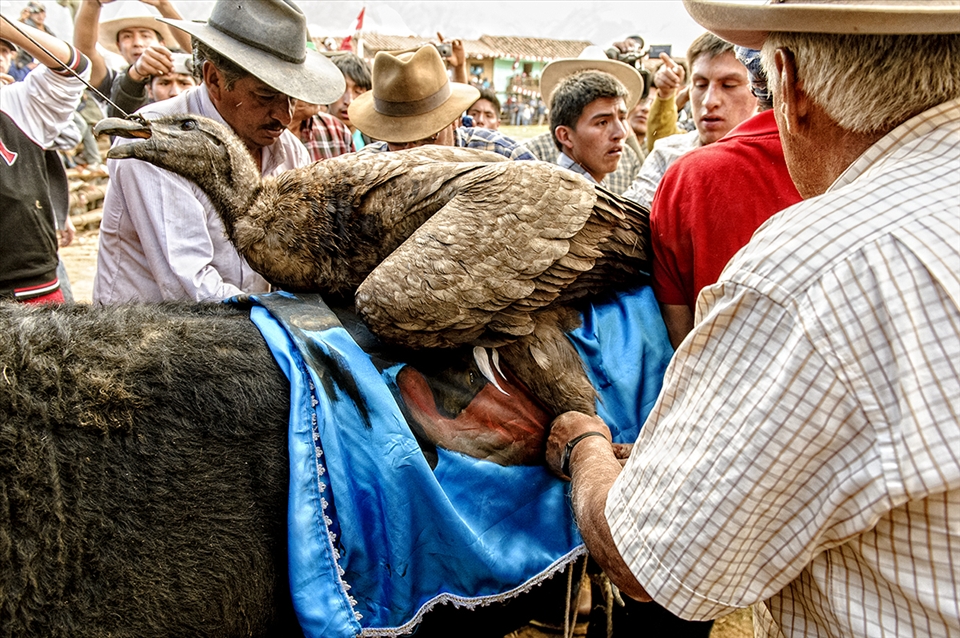 
A condor is captured in the nearby mountains several days leading up to the event. On the day of the event, the condor is blessed and paraded around the makeshift ring for all to see before being attached to a chosen raging bull by villagers. 