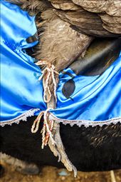 The condor, one of the Gods of the Inca Empire trilogy represents Andean culture. Conversely, the bull represents the invading Spaniards.  The ceremonial event is steeped in tradition and symbolic especially for indeginous Peruvians.: by cuibono, Views[3014]