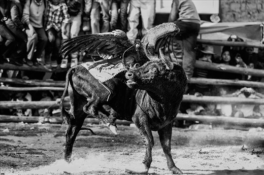The bull, angered by the condor tied to it’s back, is eventually released and begins to buck around the ring in an attempt to free itself. The condor attempts maintain its balance with its incredible wingspan, often grazing the ground.