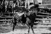 The bull, angered by the condor tied to it’s back, is eventually released and begins to buck around the ring in an attempt to free itself. The condor attempts maintain its balance with its incredible wingspan, often grazing the ground.: by cuibono, Views[1279]