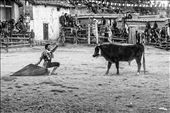 The bull with the condor tied to its back eventually tires, at which point, the condor is untied and released hours later back into the surrounding mountains. The festivities however continue for the rest of the day, with displays of traditional bullfighting.: by cuibono, Views[430]
