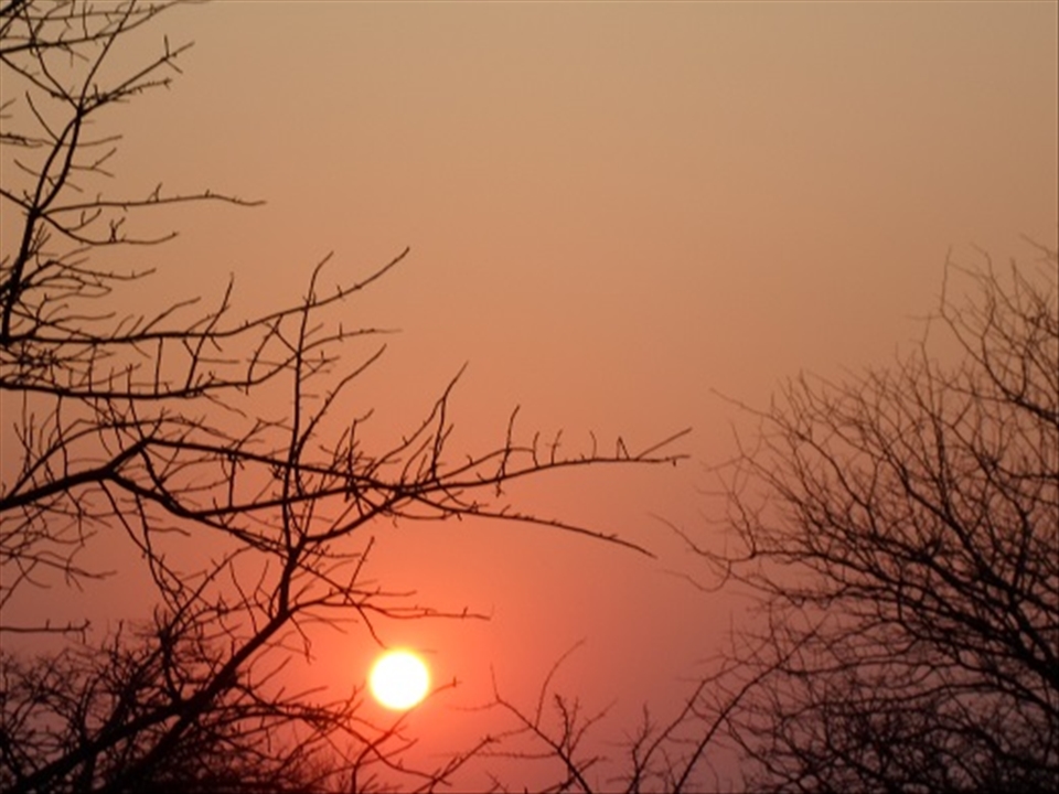A sunrise behind the African bush 