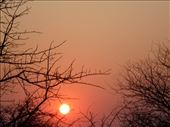 A sunrise behind the African bush : by curiousmind, Views[275]