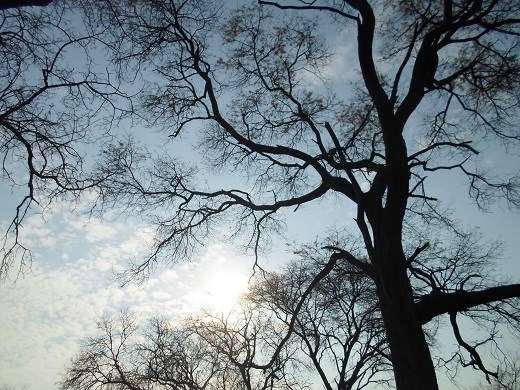 A tree hugging the evening sky. 