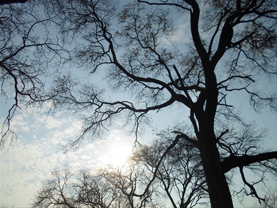 A tree hugging the evening sky. 