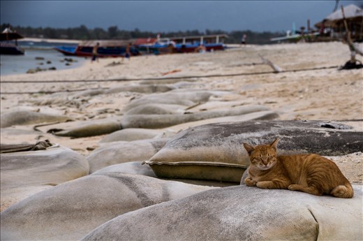 Life goes on around this sleepy cat as the tide and the workers in the background keep moving on.