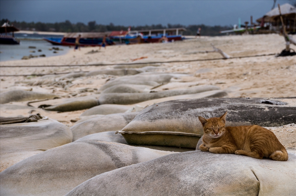 Life goes on around this sleepy cat as the tide and the workers in the background keep moving on.