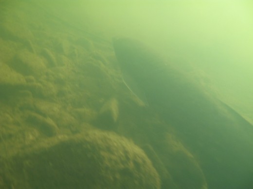Difficult to photograph in the wild, the elusive Lungfish, Neoceratodus forsteri, captured my fascination as a kid.