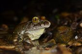 The endangered Giant Barred Frog, Mixophyes iteratus. By acting as a surrogate for some preserved cell tissue, this rare frog may hold the key to bringing another, closely related species back from extinction.: by cvanwyk, Views[532]