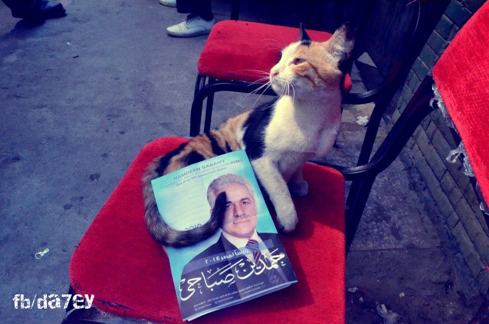 A cat embraces the image Hamdeen Sabahey candidate for the presidency