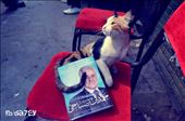 A cat embraces the image Hamdeen Sabahey candidate for the presidency: by da7ey, Views[446]
