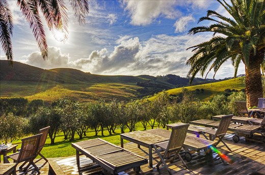 The olive grounds at the vineyard.