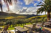 The olive grounds at the vineyard.: by dagotnes, Views[368]