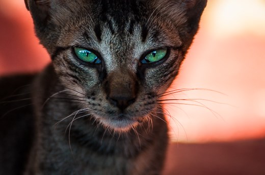 Beautiful Street cat in one of the many sea side restaurants Dahab