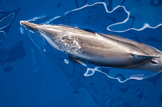 Spinner Dolphins in the waters of the Gulf of Aqaba, Dahab