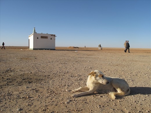 Those who have finished afternoon prayers stretch their legs at the half way stop to Siwa oasis, in the Egyptian Western desert. Siwa, known for it’s mystical powers, healing springs and quality dates has attracted travellers and merchants for thousands of years. Even Cleopatra and Alexander the Great were compelled to join caravans of camels that followed migrating birds across this formidable desert.
