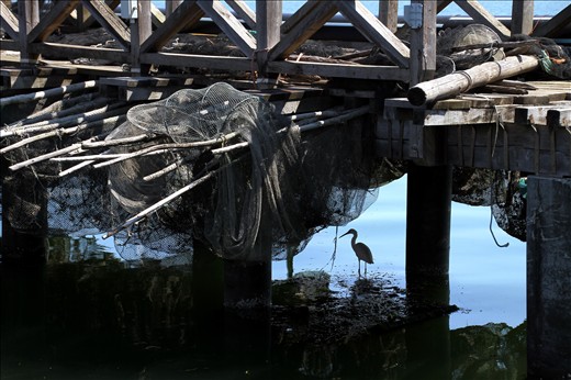 The relation between man and wildlife involves mutual exchanges. Man invades the animal kingdom to capture fish and shellfish while a heron finds shelter in the shade of the Chioggia pier while searching for some food between the resting nets.