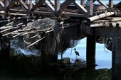 The relation between man and wildlife involves mutual exchanges. Man invades the animal kingdom to capture fish and shellfish while a heron finds shelter in the shade of the Chioggia pier while searching for some food between the resting nets.: by dailylife, Views[751]