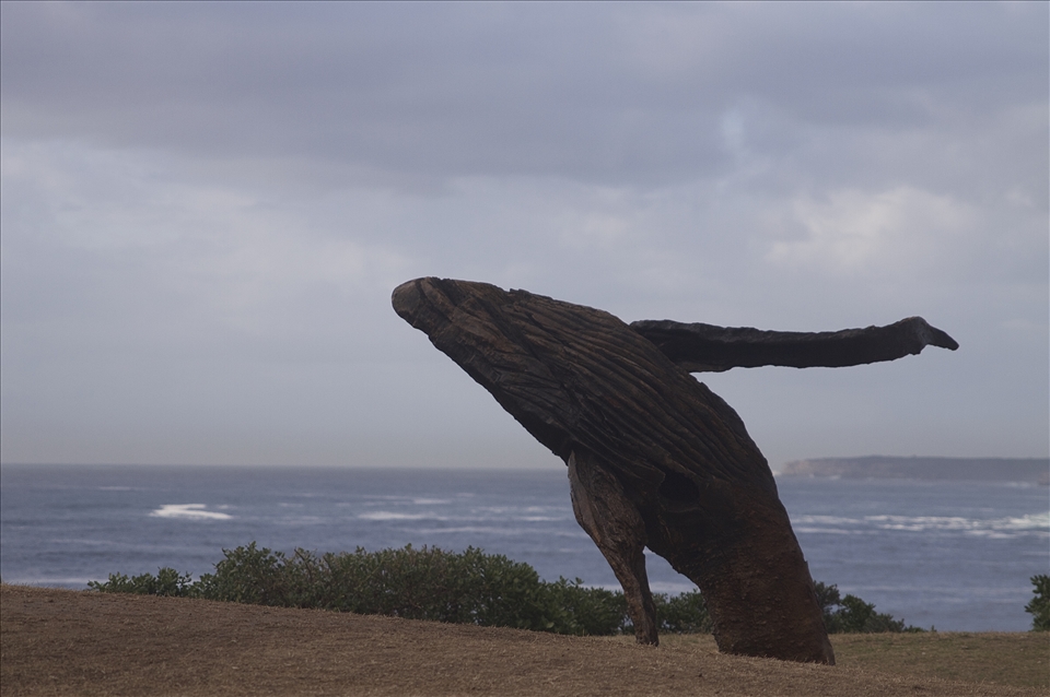 These was a sculpture but it looks a real whale splashing around