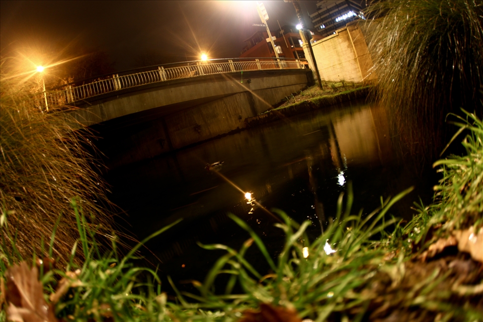 A lonely duck patrols.