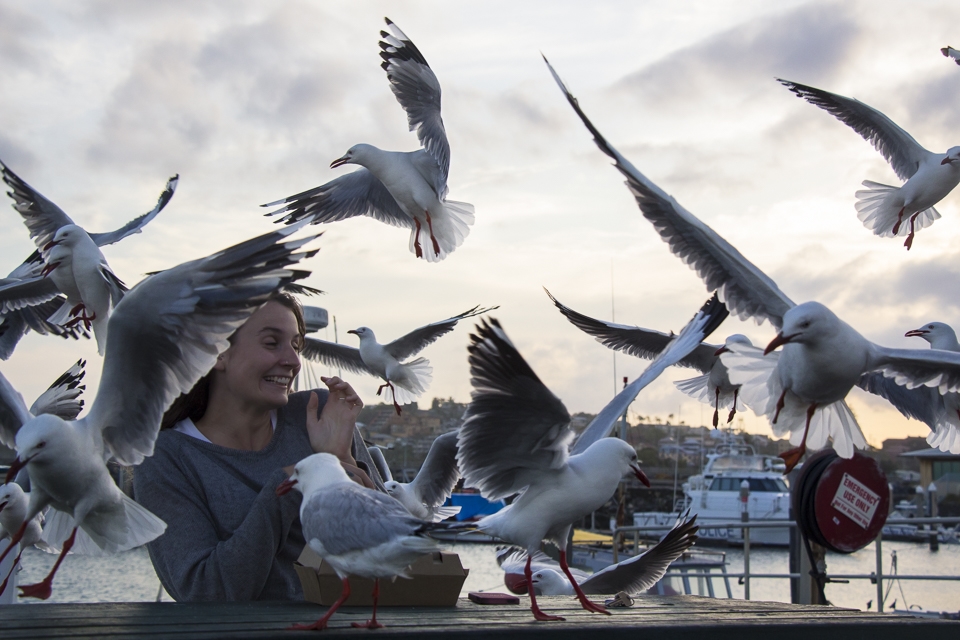 It sparks great curiosity in me that even in an environment so distinctively redesigned by man you can still feel encompassed by nature. Seagulls have successfully adapted to human alteration of their environment, unfortunately this is a feat not many species can achieve.