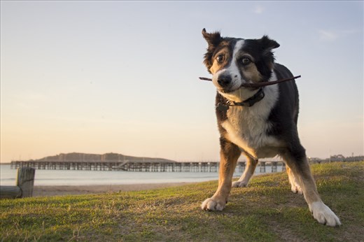 A hotspot for family outings, the harbour is filled with all kinds of quirky characters. Bella the loving border collie lives to fetch you sticks, just try not to be intimidated by her cattle dog snarl when you pick them up to throw them!