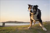 A hotspot for family outings, the harbour is filled with all kinds of quirky characters. Bella the loving border collie lives to fetch you sticks, just try not to be intimidated by her cattle dog snarl when you pick them up to throw them!: by dallasjay, Views[420]
