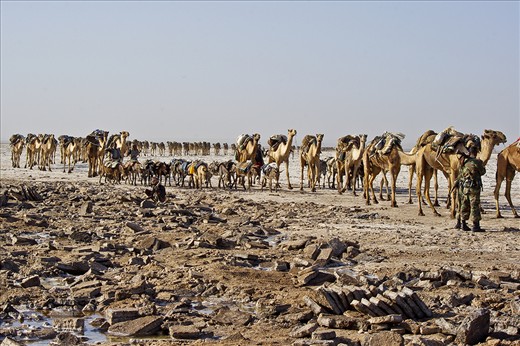 Salt is loaded on camels for transport in long endless caravans moving across the desert.