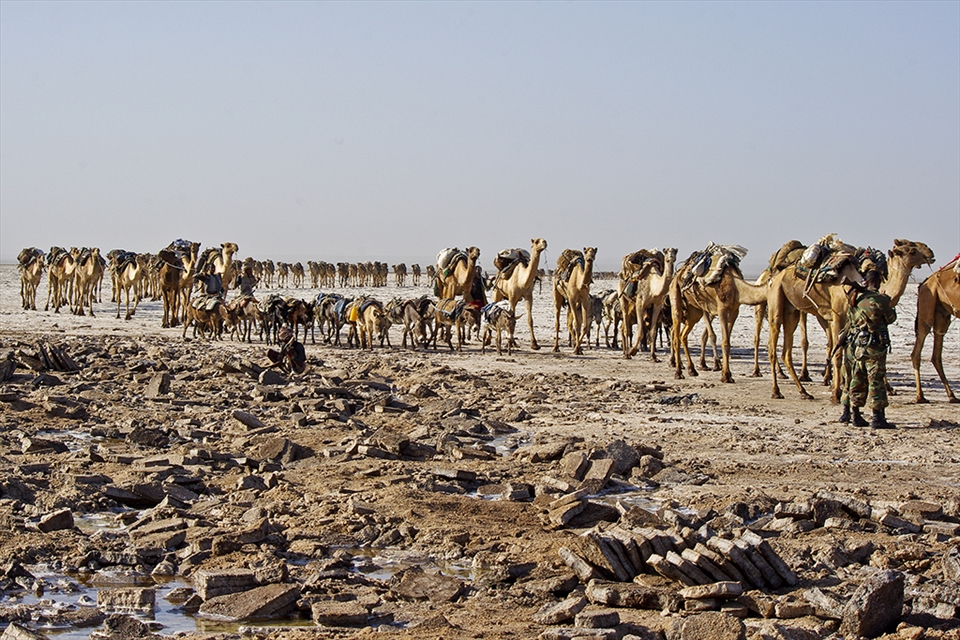 Salt is loaded on camels for transport in long endless caravans moving across the desert.