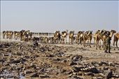 Salt is loaded on camels for transport in long endless caravans moving across the desert.: by damjan, Views[686]