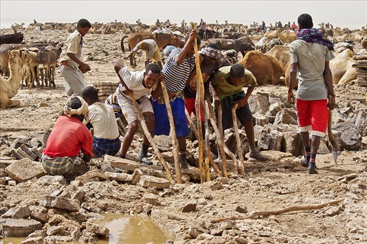 Salt is still cut by hand and lifted with sticks