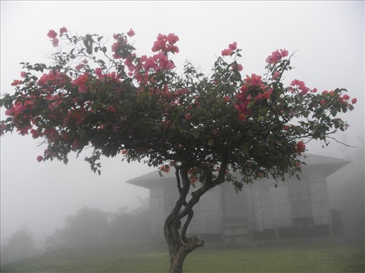Upon leaving Wae Rebo in a borrowed smokey raincoat, one last look at the village that has already dissapeared into the fog affirming its nickname as ''The Village Behind the Clouds''.