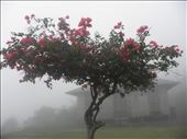 Upon leaving Wae Rebo in a borrowed smokey raincoat, one last look at the village that has already dissapeared into the fog affirming its nickname as ''The Village Behind the Clouds''.: by damjanr, Views[375]