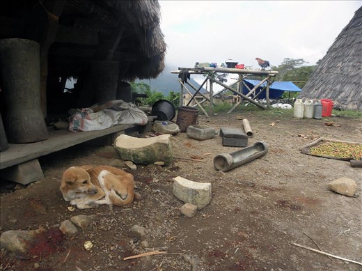 Wae Rebo sustains itself with harvesting and trading raw coffee to nearby villages. The village itself is still maintaining a traditional lifestyle with strict rules and regulations that are to be respected upon entering the village, although in recent times there are modernities like small generators slowly entering the lives of villagers. 