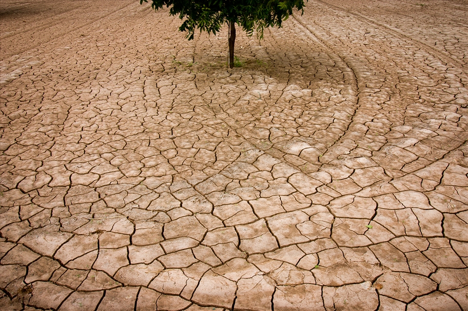 The cracked soil of this pecan farm is sucked dry by both sun and root. Drought levels in New Mexico are now at the worst levels since record keeping started 118 years ago.