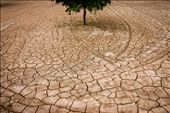 The cracked soil of this pecan farm is sucked dry by both sun and root. Drought levels in New Mexico are now at the worst levels since record keeping started 118 years ago.: by danaf, Views[1428]