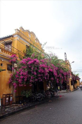 Bougainvillea in Hoi An. We hired a motorbike and went there just in 3-4 hours.