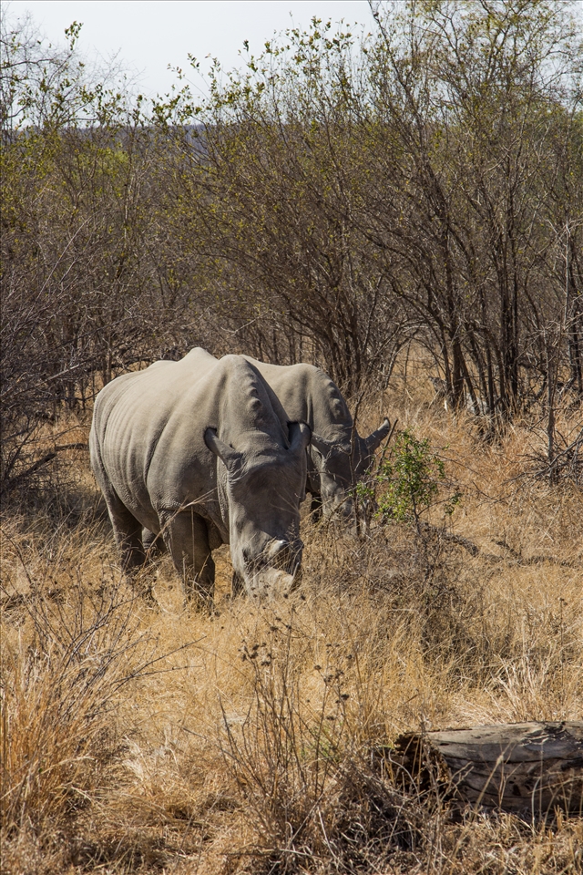 2 male rhino grazing in the morning sun.