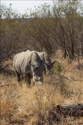 2 male rhino grazing in the morning sun.: by dandonovanphoto, Views[245]