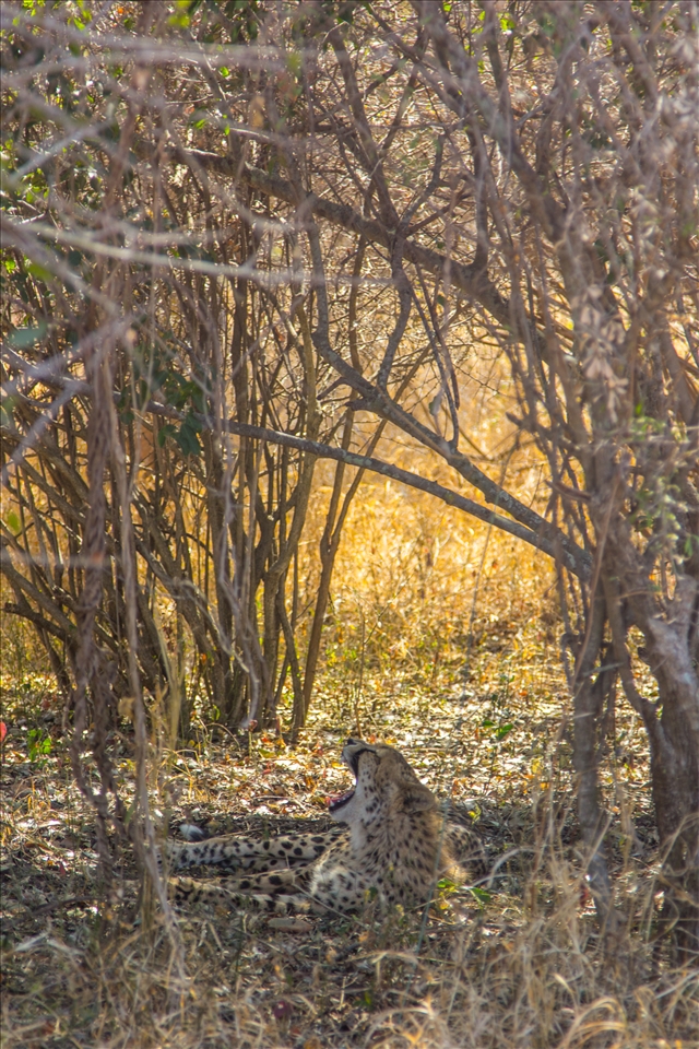 A female cheetah cub yawning.