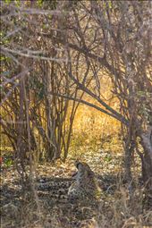 A female cheetah cub yawning.: by dandonovanphoto, Views[229]