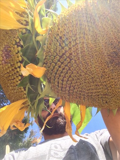 Sunflowers, Live Oak