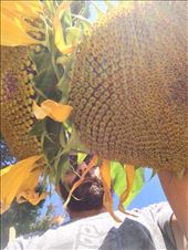 Sunflowers, Live Oak: by dangerruss, Views[344]