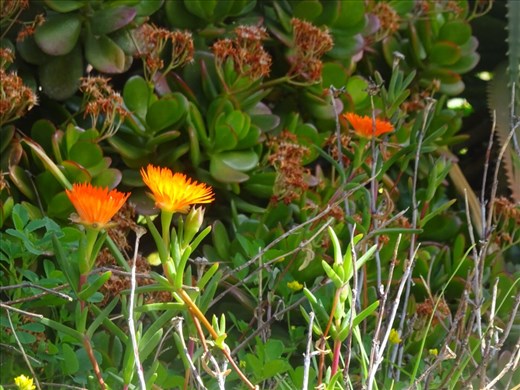 The flowers of Gibraltar. 