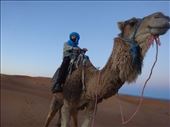 Camel Walk: by dangerruss, Views[954]