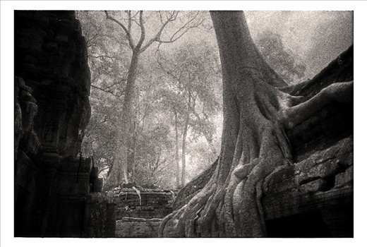 Tree roots crush ruins of Ta Prohm