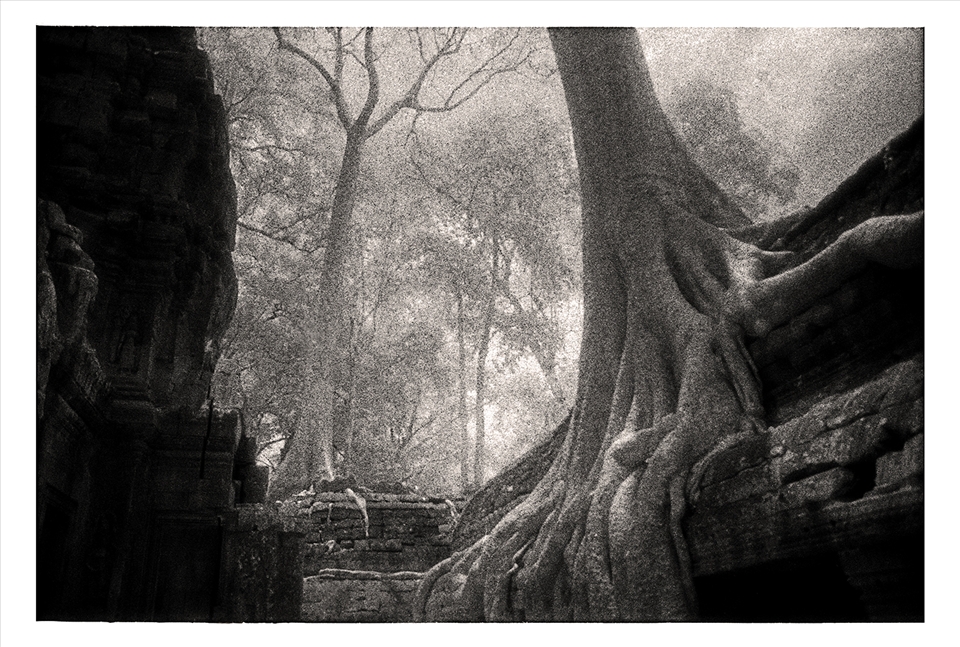 Tree roots crush ruins of Ta Prohm