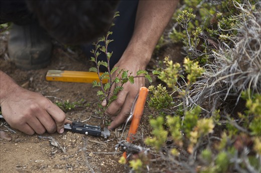 Reforestation at the for profit conservation project, Patagonia Sur.