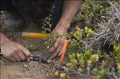 Reforestation at the for profit conservation project, Patagonia Sur.: by danic, Views[271]