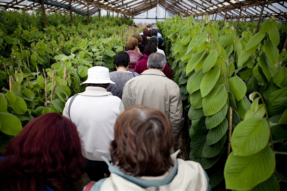 Organic for elders project, in the central area of Chile.